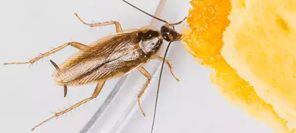 Where Pests Commonly Hide in Rogers, Arkansas Homes