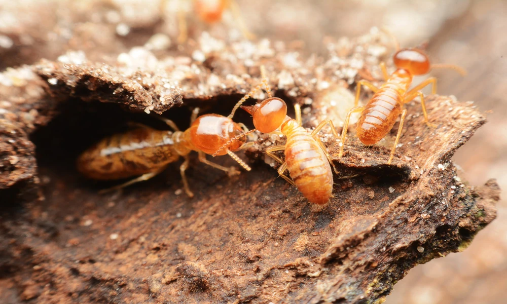 How New Construction Affects Termite Risk in Clermont