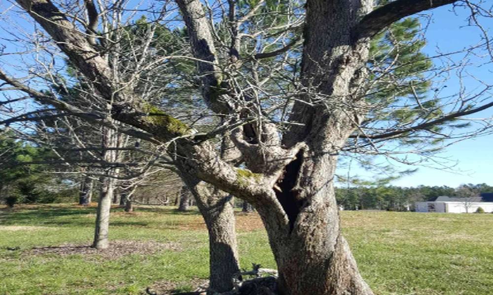 Signs a Tree Is Dead or Dying: When to Consider Removal